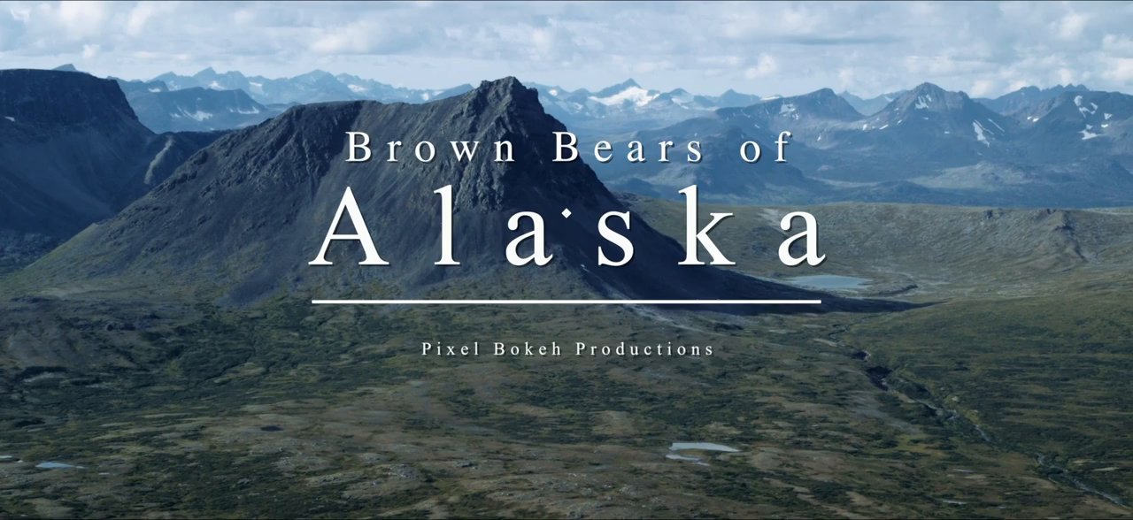 Osos grizzly en Alaska